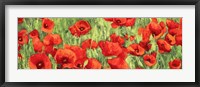 Framed Poppy Field (Detail)