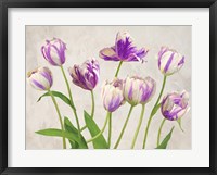 Framed Tulipes