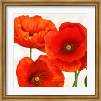 Framed Poppies I