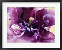 Framed Purple Tulip Close-up