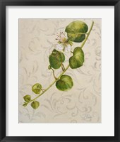 Botanica I Framed Print