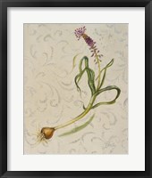 Botanica IV Framed Print