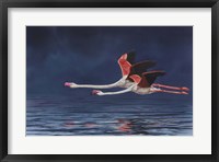 Framed Flying Flamingos