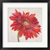 Framed Red Gerber Daisy