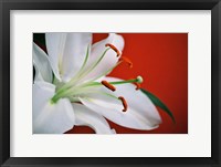 Framed White Lily