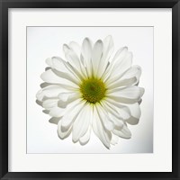 Framed White Daisy II