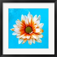 Framed Peach Daisy