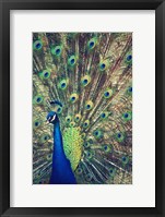 Framed Royally Blue I