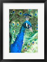 Framed Royally Blue II