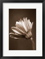 Framed Sepia Flower II