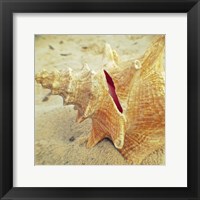 Framed Conch