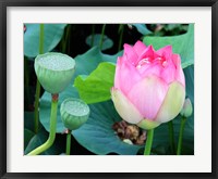 Purple Lotus I Framed Print