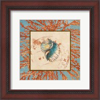 Framed 'Coral Medley Shell I' border=