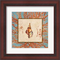 Framed 'Coral Medley Shell IV' border=