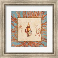 Framed 'Coral Medley Shell IV' border=