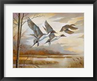 Framed Pintails