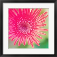 Pink Fun I Framed Print