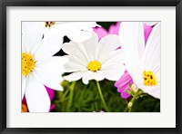 Framed Daisies I