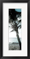 Framed Cool Bimini Palm I