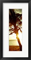 Framed Warm Bimini Palm