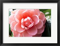 Framed Coral Bloom