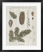 Woodland Chart IV Framed Print