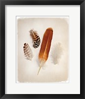 Feather Group I Framed Print