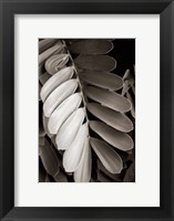 Framed Tropical Plant I