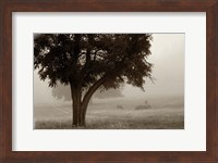 Framed Calm Mist no Limb