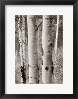 Framed Aspens II