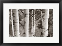 Framed Aspens  IV