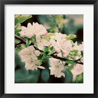 Apple Blossoms I Framed Print