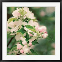 Framed Apple Blossoms II