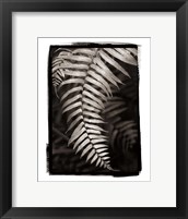 Framed Fern II