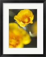 Framed California Poppy I