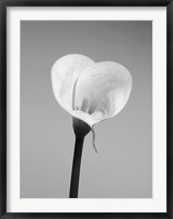 Framed Calla No. 2