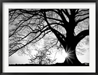 Framed Oak Silhouette