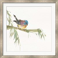 Framed Finch