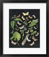 Framed 'Butterfly Bouquet on Black III' border=