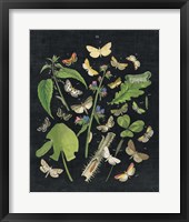 Framed Butterfly Bouquet on Black III