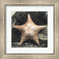 Framed Starfish with Net