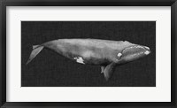 Inverted Whale II Framed Print