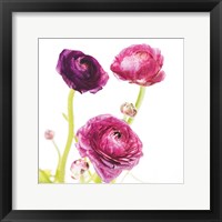 Framed Spring Ranunculus I