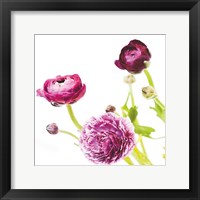 Framed Spring Ranunculus II