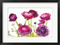 Framed Spring Ranunculus III