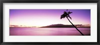 Framed Palm Tree on Purple, Maui, Hawaii