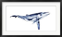 Whale Portrait I Framed Print