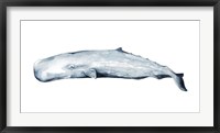 Whale Portrait II Framed Print