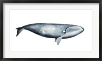 Whale Portrait III Framed Print