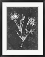 Slate Floral IV Framed Print